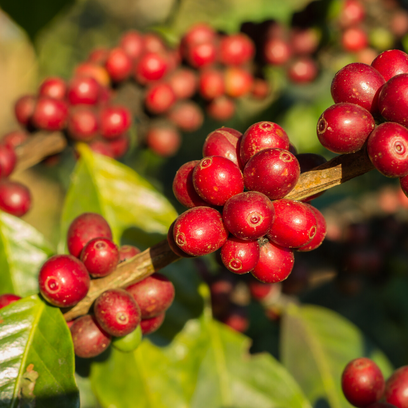 Des cerises de café mûres sur le caféier